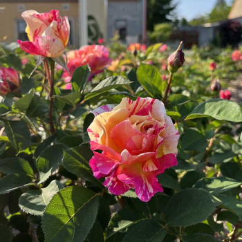 Rosier Claude Monet® - Image 3