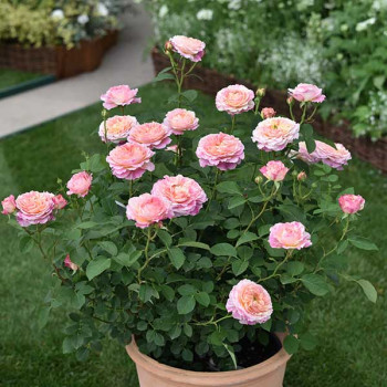 Rosier Claude Monet® - Image 1