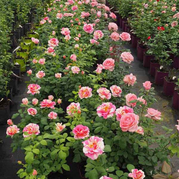 Rosier Claude Monet® - Image 2