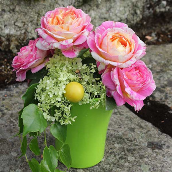 Rosier Claude Monet® - Image 5