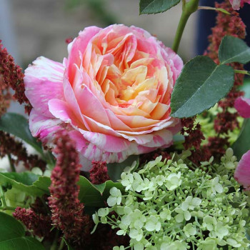 Rosier Claude Monet® - Image 11