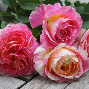 Rosier Claude Monet® - Image 9