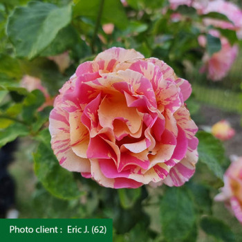 Rosier Claude Monet® - Image 4
