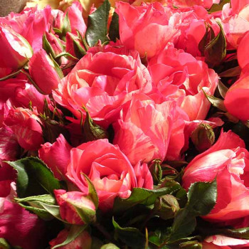 Rosier Grimaldi® - Image 5