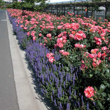 Rosier Grimaldi® - Image 9