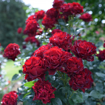 Miniature #3 slider - Rosier Hommage à Barbara®