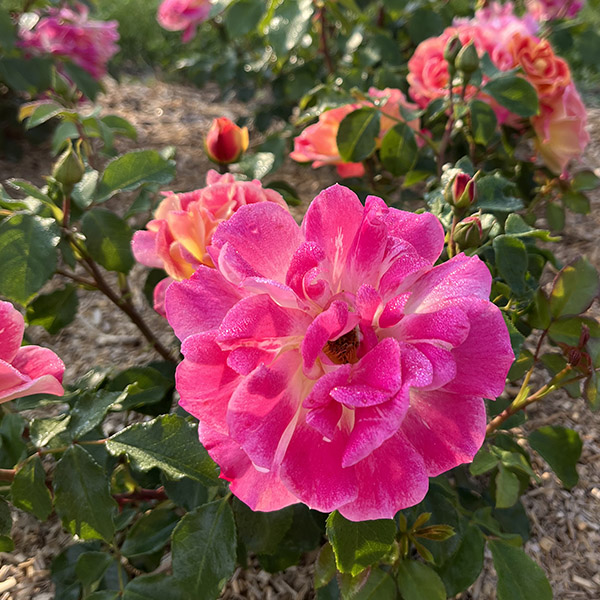 Rosier La Bourbonnaise®