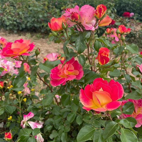 Rosier La Bourbonnaise®