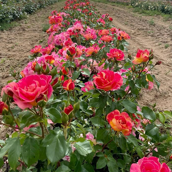 Rosier La Bourbonnaise®