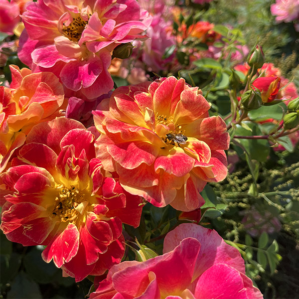 Rosier La Bourbonnaise®