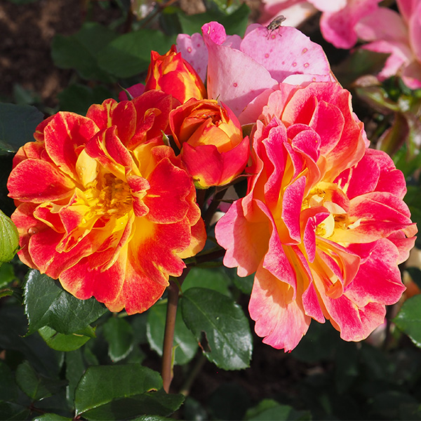 Rosier La Bourbonnaise®