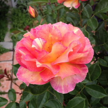 Rosier La Parisienne® - Image 1