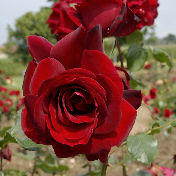 Rosier Château D´Amboise® Le rosier Tige