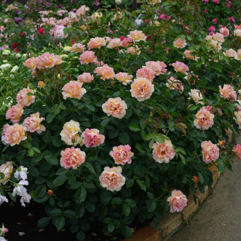 Rosier La Parisienne® - Image 3