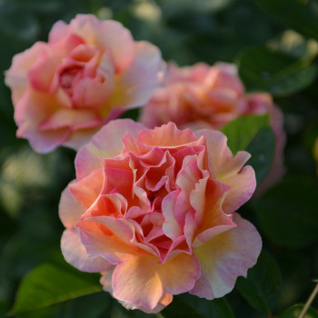 Rosier La Parisienne® - Image 2