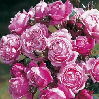 Collection Les Roses du Coeur - Image 2