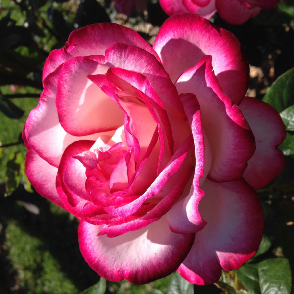Rosier Atlas®