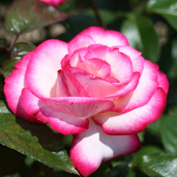 Rosier Atlas®