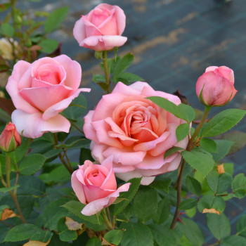 Rosier Belle du Seigneur® - Image 2