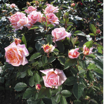 Rosier Belle du Seigneur® - Image 3