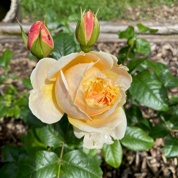 Rosier Château de la Batisse® - Image 3