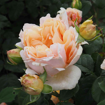 Rosier Château de la Batisse® - Image 2