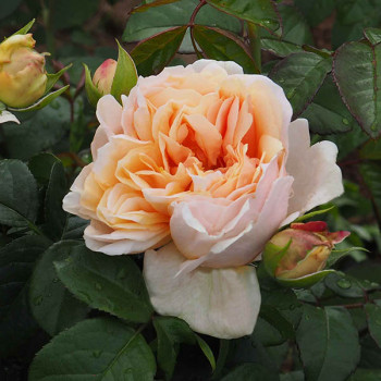 Miniature slider - Rosier Château de la Batisse®