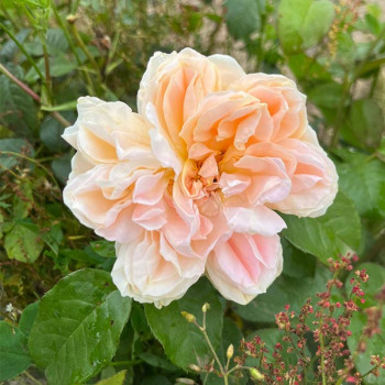 Rosier Château de la Batisse® - Image 4