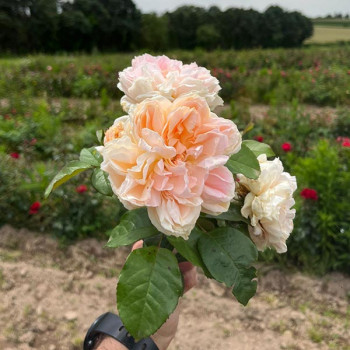 Rosier Château de la Batisse® - Image 6
