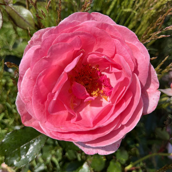Rosier Comtesse Liger-Belair® - Image 7