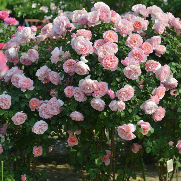 Rosier Dames de Chenonceau®