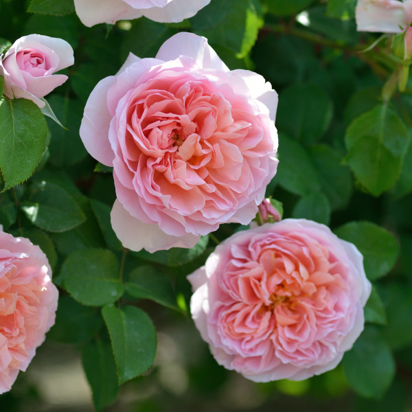 Rosier Dames de Chenonceau®