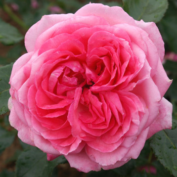 Rosier La Rose de Molinard® Le rosier tige