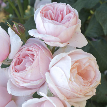 Rosier Grimpant Nahéma® - Image 4