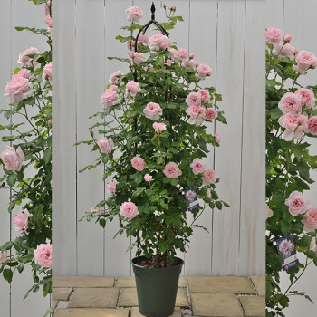 Rosier Grimpant Nahéma® - Image 1