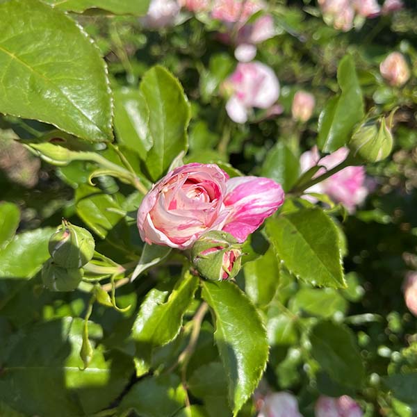 Rosier Grimpant Julie Andrieu®