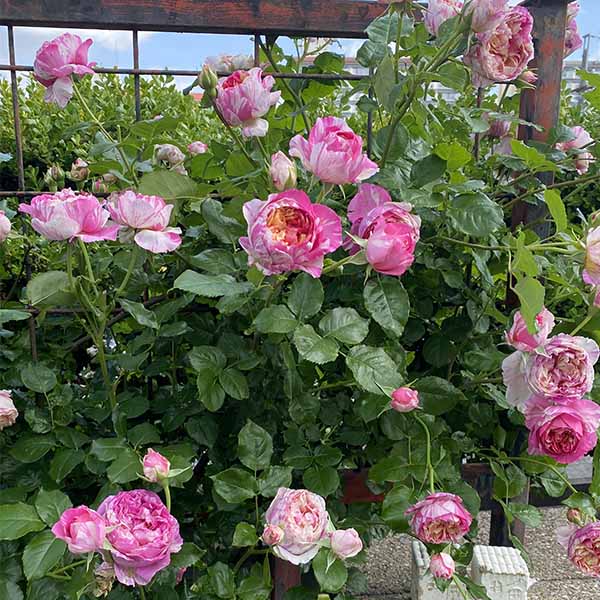 Rosier Grimpant Julie Andrieu®