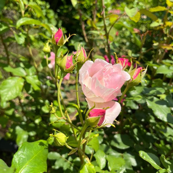 Rosier Grimpant Billet doux®