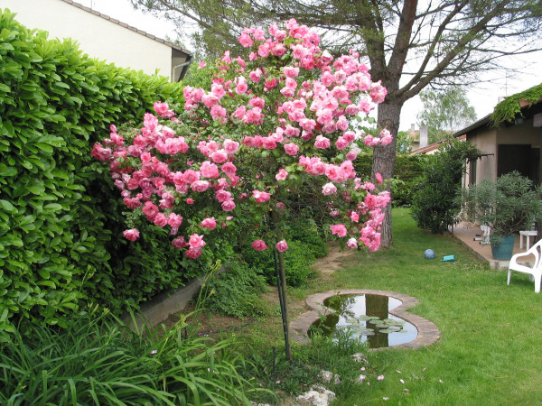 Rosier Centenaire De Lourdes® Rose - Image 11