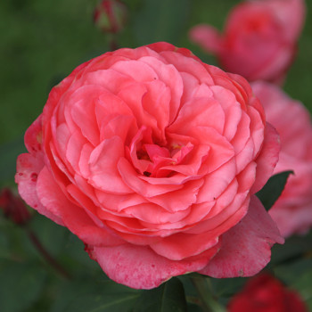Rosier pleureur Elaine Paige® - Image 2