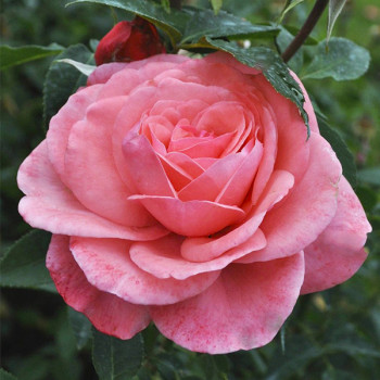 Miniature slider - Rosier pleureur Elaine Paige®