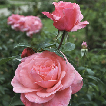 Rosier pleureur Elaine Paige® - Image 1