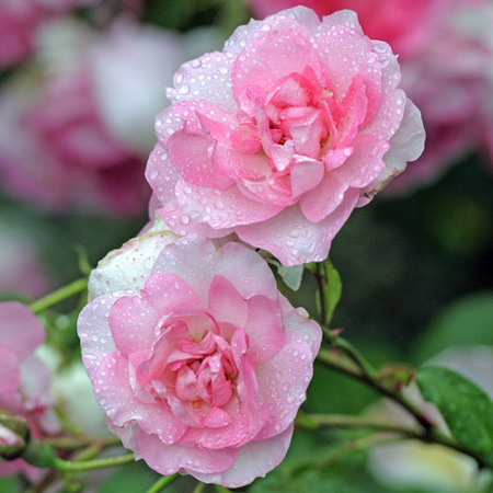 Rosier pleureur Centenaire de Lourdes® Rose
