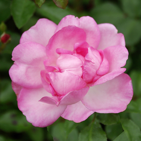 Rosier pleureur Centenaire de Lourdes® Rose