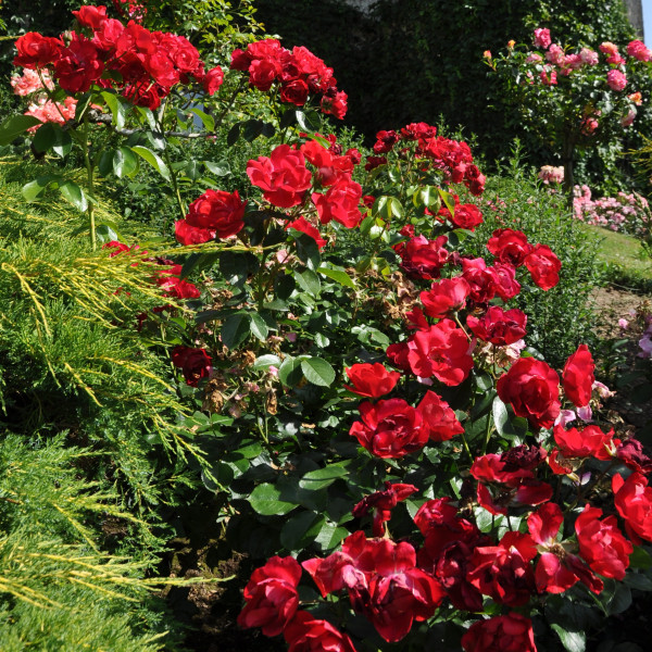 Rosier pleureur Centenaire de Lourdes® Rouge