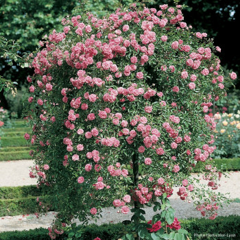 Les rosiers pleureurs