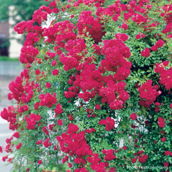 Rosier Excelsa Le rosier Tige