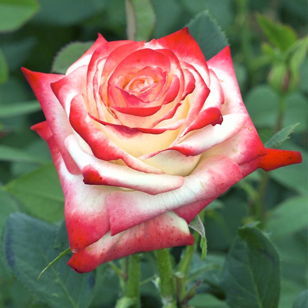 Rosier Impératrice Farah® Le rosier Tige - Image 3