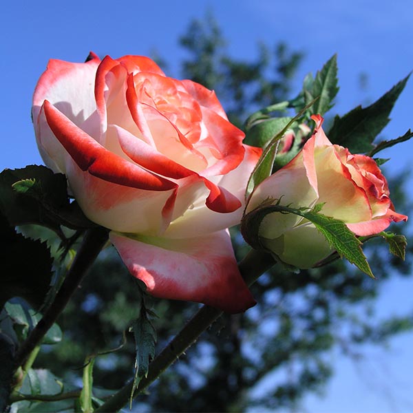 Rosier Impératrice Farah® Le rosier Tige - Image 1