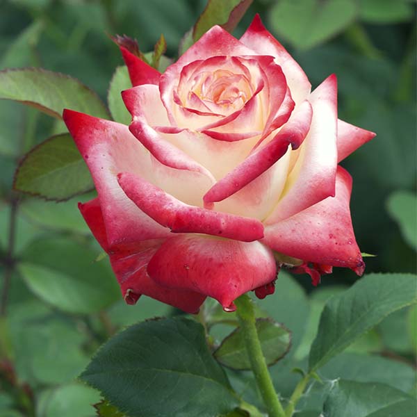 Rosier Impératrice Farah® Le rosier Tige - Image 2